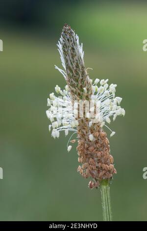 Spitzwegerich, Spitzwegerich, Wegerich, Blüten, Blütenstand, blühend, Blüte, Plantago lanceolata, englischer Wegerich, Ribwort, schmalblättriger Wegerich, Rippe Stockfoto