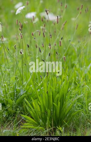 Spitzwegerich, Spitzwegerich, Wegerich, Blüten, Blütenstand, blühend, Blüte, Plantago lanceolata, englischer Wegerich, Ribwort, schmalblättriger Wegerich, Rippe Stockfoto