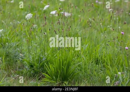 Spitzwegerich, Spitzwegerich, Wegerich, Blüten, Blütenstand, blühend, Blüte, Plantago lanceolata, englischer Wegerich, Ribwort, schmalblättriger Wegerich, Rippe Stockfoto