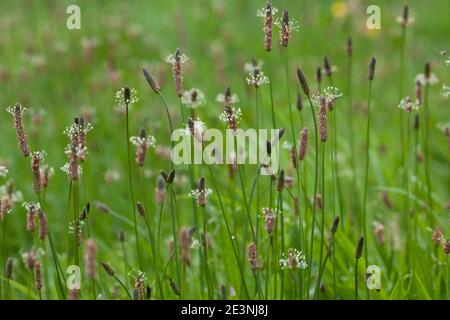 Spitzwegerich, Spitzwegerich, Wegerich, Blüten, Blütenstand, blühend, Blüte, Plantago lanceolata, englischer Wegerich, Ribwort, schmalblättriger Wegerich, Rippe Stockfoto