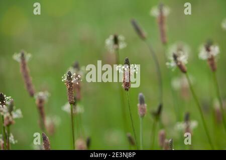 Spitzwegerich, Spitzwegerich, Wegerich, Blüten, Blütenstand, blühend, Blüte, Plantago lanceolata, englischer Wegerich, Ribwort, schmalblättriger Wegerich, Rippe Stockfoto