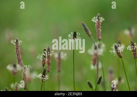 Spitzwegerich, Spitzwegerich, Wegerich, Blüten, Blütenstand, blühend, Blüte, Plantago lanceolata, englischer Wegerich, Ribwort, schmalblättriger Wegerich, Rippe Stockfoto