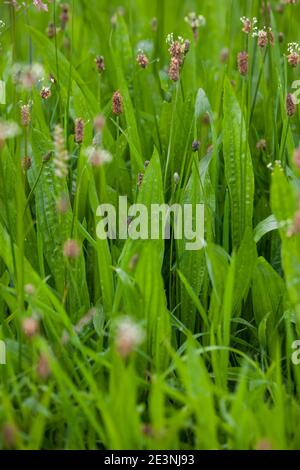 Spitzwegerich, Spitzwegerich, Wegerich, Blüten, Blütenstand, blühend, Blüte, Plantago lanceolata, englischer Wegerich, Ribwort, schmalblättriger Wegerich, Rippe Stockfoto