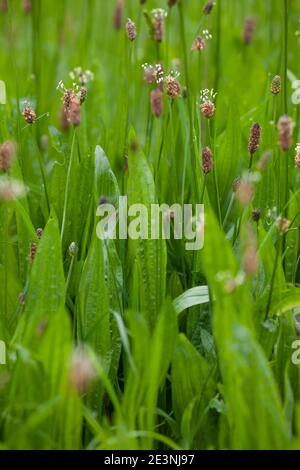 Spitzwegerich, Spitzwegerich, Wegerich, Blüten, Blütenstand, blühend, Blüte, Plantago lanceolata, englischer Wegerich, Ribwort, schmalblättriger Wegerich, Rippe Stockfoto