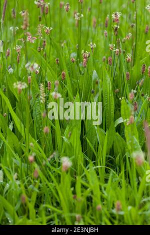 Spitzwegerich, Spitzwegerich, Wegerich, Blüten, Blütenstand, blühend, Blüte, Plantago lanceolata, englischer Wegerich, Ribwort, schmalblättriger Wegerich, Rippe Stockfoto