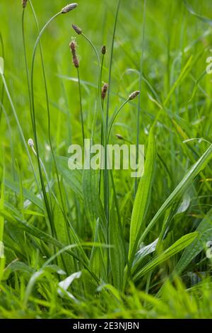 Spitzwegerich, Spitzwegerich, Wegerich, Blüten, Blütenstand, blühend, Blüte, Plantago lanceolata, englischer Wegerich, Ribwort, schmalblättriger Wegerich, Rippe Stockfoto