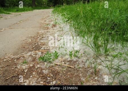 Eine Nahaufnahme von weißem Flusen, Wolle von Pappelbäumen auf dem Boden im Gras entlang der Straßen und Wege als Ursache für Baum Pollenallergie während Kinderbett Stockfoto