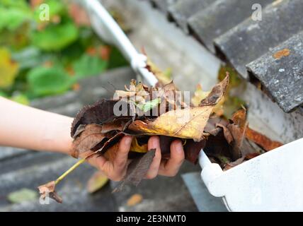 Eine Nahaufnahme zur Reinigung der verstopften Dachrinnen von Hand von trocken gefallenen Blättern im Herbst. Stockfoto