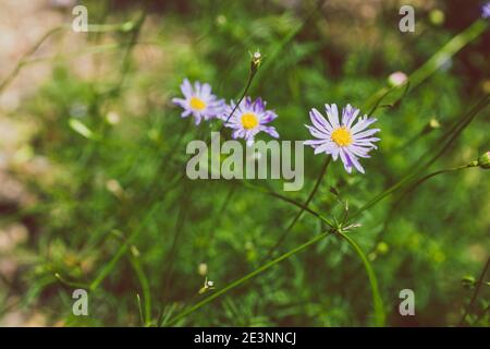 Einheimische australische Brachykommen multifida-Schneidepflanze mit Fliederblüten Außenaufnahmen im sonnigen Hinterhof mit geringer Schärfentiefe Stockfoto