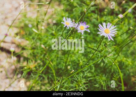 Einheimische australische Brachykommen multifida-Schneidepflanze mit Fliederblüten Außenaufnahmen im sonnigen Hinterhof mit geringer Schärfentiefe Stockfoto