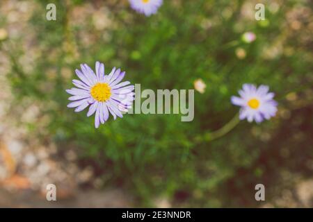 Einheimische australische Brachykommen multifida-Schneidepflanze mit Fliederblüten Außenaufnahmen im sonnigen Hinterhof mit geringer Schärfentiefe Stockfoto