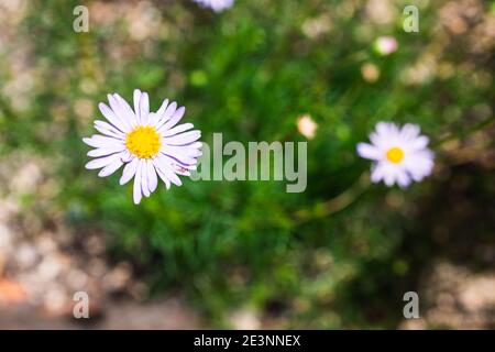 Einheimische australische Brachykommen multifida-Schneidepflanze mit Fliederblüten Außenaufnahmen im sonnigen Hinterhof mit geringer Schärfentiefe Stockfoto