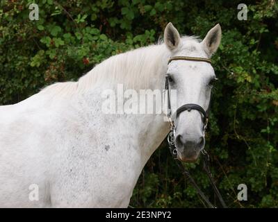 Ein Schuss eines älteren grau getuppelten Pferdes im Zaumzeug. Stockfoto