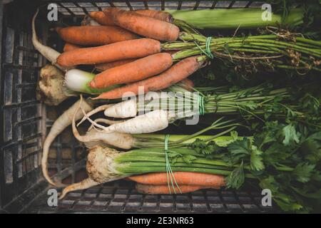 Detail der bereit, frisches mirepoix Gemüse innerhalb zu verkaufen Eine schwarze Kunststoffbox Stockfoto