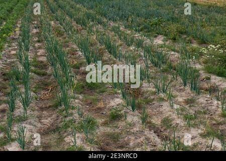 Zwiebel wächst auf dem Feld auf ökologischen Plantagen in Polen Stockfoto