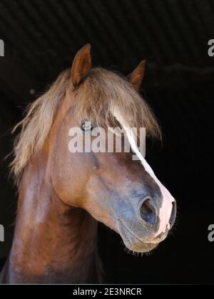 Eine Kopfaufnahme eines atemberaubenden Welsh Cob Hengstes an der Stalltür. Stockfoto