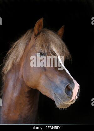 Eine Kopfaufnahme eines atemberaubenden Welsh Cob Hengstes an der Stalltür. Stockfoto