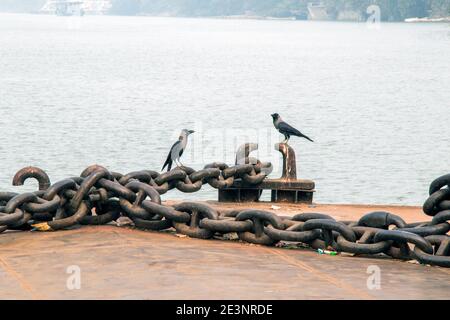 Zwei Krähen sitzen auf ganga Ghat kolkata abstrakte Fotografie Stockfoto