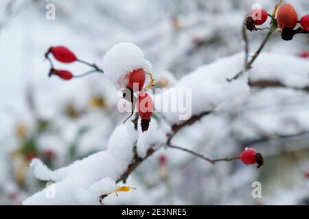 Rote Hagebutten im Winter mit Frost und Schnee Stockfoto