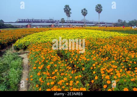 Bild eines Ringelblumens im ländlichen Medinipur. Der Zug fährt über die Eisenbahnbrücke im Ringelblumenfeld ans Ziel. Stockfoto