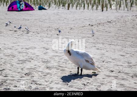 Möwen liegen am Strand bei Zempin auf Nahrung von Badegäste. Stockfoto