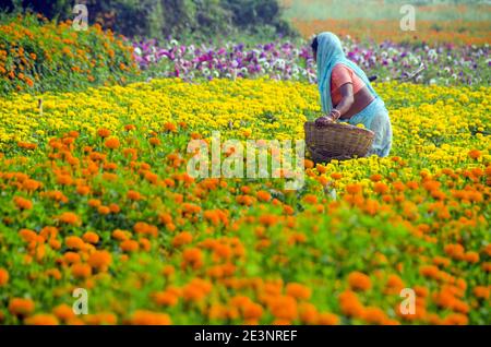 Bild eines Ringelblumens im ländlichen Medinipur. Am Nachmittag ist eine weibliche Blumenzüchter damit beschäftigt, Ringelblumen im Ringelblumenfeld zu pflücken. Stockfoto