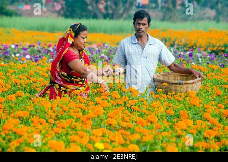 Bild eines Ringelblumens im ländlichen Medinipur. Am Nachmittag sind Ehemann und Ehefrau Blumenzüchter damit beschäftigt, Ringelblumen zu pflücken. Stockfoto