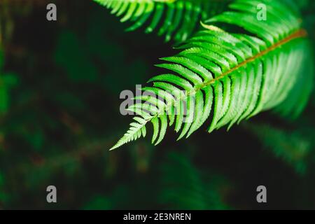 Grüne Farnblatt Hintergrund. Abstrakter Sommerhintergrund Stockfoto