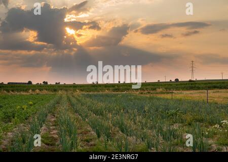 Zwiebel wächst auf dem Feld auf ökologischen Plantagen in Polen Stockfoto