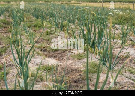 Zwiebel wächst auf dem Feld auf ökologischen Plantagen in Polen Stockfoto