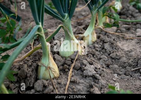 Detail der Zwiebel wächst auf dem Feld auf ökologischen Plantage In Polen Stockfoto