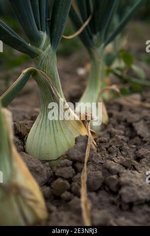 Detail der Zwiebel wächst auf dem Feld auf ökologischen Plantage In Polen Stockfoto