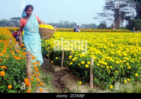 Bild eines Ringelblumens im ländlichen Medinipur. Am Nachmittag ist eine weibliche Blumenzüchter damit beschäftigt, Ringelblumen im Ringelblumenfeld zu pflücken. Stockfoto