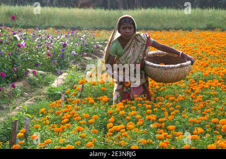 Bild eines Ringelblumens im ländlichen Medinipur. Am Nachmittag ist eine weibliche Blumenzüchter damit beschäftigt, Ringelblumen im Ringelblumenfeld zu pflücken. Stockfoto