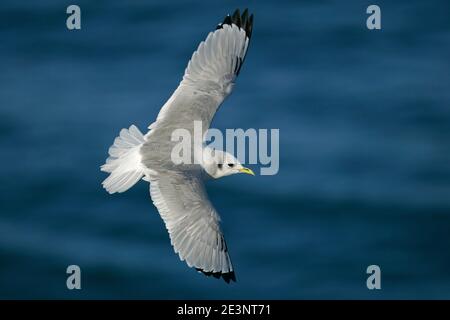 Schwarzbeinige Kittiwake (Rissa tridactyla) Erwachsener, der über offenes Wasser fliegt, Nordsee, Deutschland Stockfoto