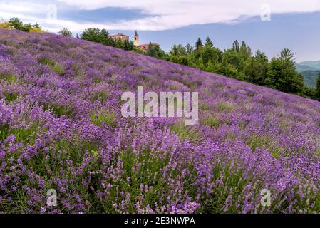 Lavendelfeldlandschaft auf den Hügeln in Sale San Giovanni, Langhe, Provinz Cuneo Italien, weiße Wolken am blauen Himmel Stockfoto