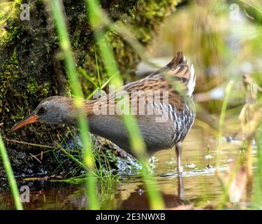 Wasser-Schiene (Rallus Aquaticus) Stockfoto