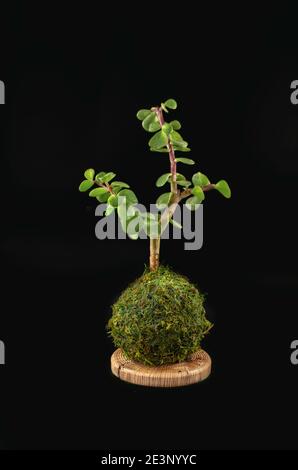 Kokedama einer Sukkulenten Pflanze genannt portulacaria afra auf einem Holzuntersetzer auf schwarzem Hintergrund Stockfoto