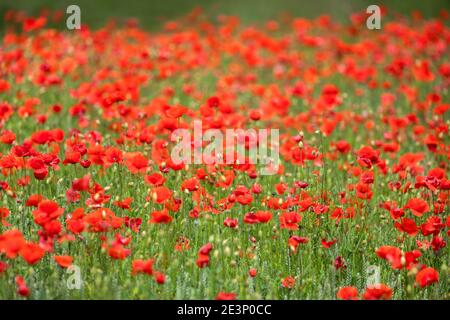 Mohn (Papaver rhoeas) wächst in Gerstenpflanzen (Hordeum vulgare), North Tyne Valley, Northumberland, Großbritannien Stockfoto