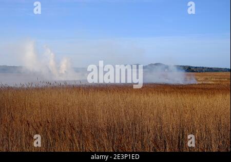 Brennendes Schilf im Cley Naturschutzgebiet, Nord norfolk, england Stockfoto