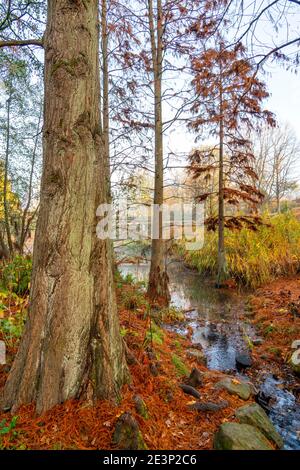 Der Grugapark, Essen, Botanischer Garten, Parkanlage für Freizeit und Erholung, Bach am Waldsee, Herbst, Essen, NRW, Deutschland, Stockfoto