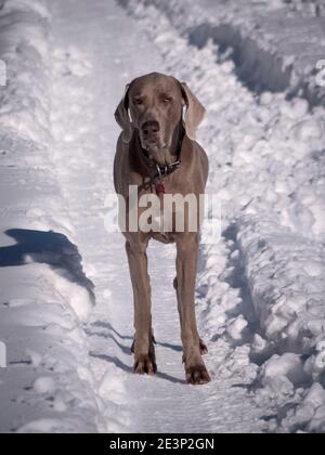 Weimaraner Hund posiert an einem sonnigen Wintertag. Stockfoto