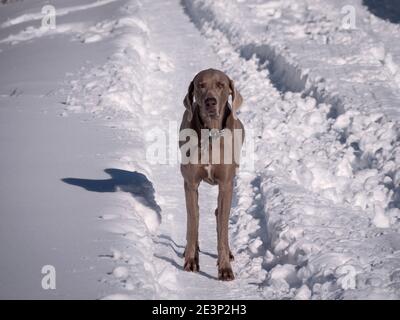 Horizontale Ansicht des Weimaraner Hundes, der an einem sonnigen Wintertag posiert. Stockfoto