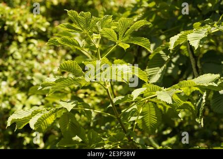 Biodivers Ökosystem eines englischen Tieflandmedow Stockfoto