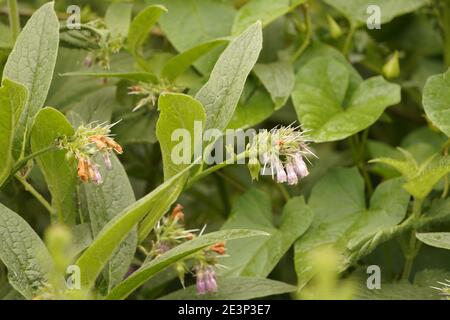Biodivers Ökosystem eines englischen Tieflandmedow Stockfoto