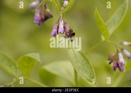 Biodivers Ökosystem eines englischen Tieflandmedow Stockfoto