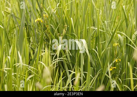 Biodivers Ökosystem eines englischen Tieflandmedow Stockfoto