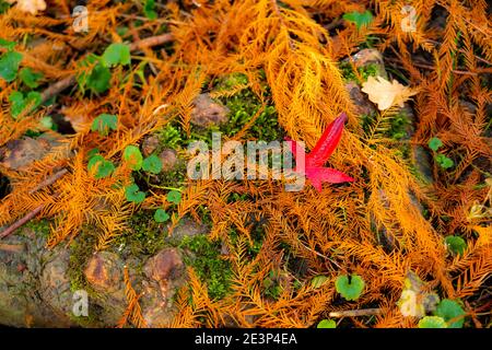 Der Grugapark, Essen, Botanischer Garten, Parkanlage für Freizeit und Erholung, Laub im Waldsee, Herbst, Essen, NRW, Deutschland, Stockfoto