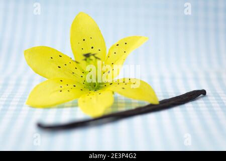 Vanilleschote mit gelben Vanilleblüten auf einem karierten Hintergrund Stockfoto