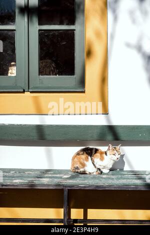 Postkarte aus Portugal - Niedliche Katze auf grüner Bank ruht In der Sonne Stockfoto